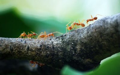Do ants retire?